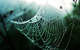 蜘蛛网雨后，水珠，文字，图片创意 高清壁纸