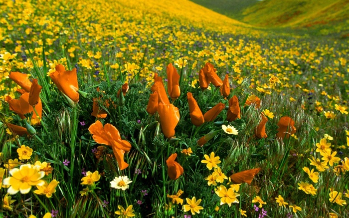 春天的花朵，黄色的野花 壁纸 图片