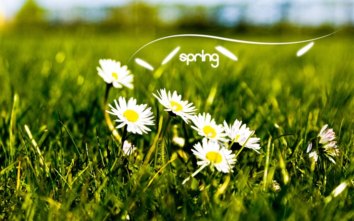 春天，草，白色的雏菊 壁纸 图片