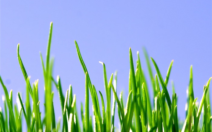 春天，绿草，蓝天 壁纸 图片