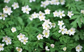 春天，白色的小花朵的特写
