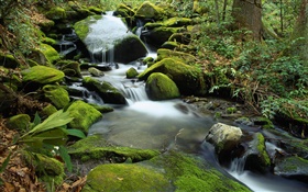石头，苔藓，小溪，溪流，水