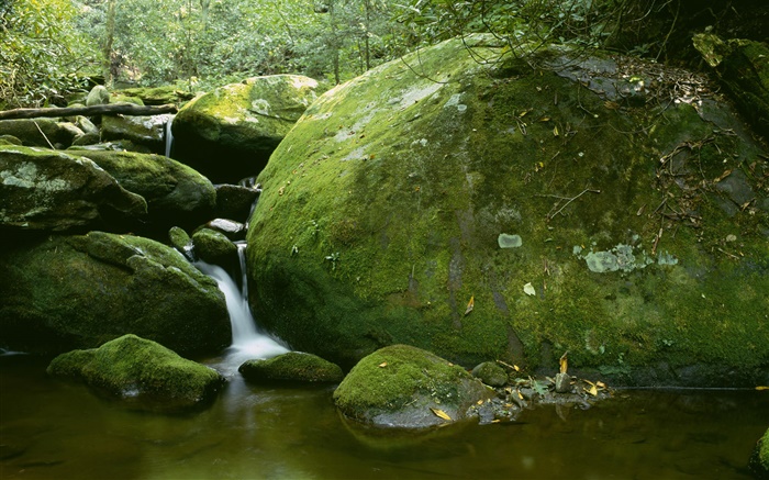 石头，苔藓，小溪，水，树 壁纸 图片
