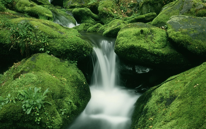 石头，苔藓，小溪，瀑布 壁纸 图片