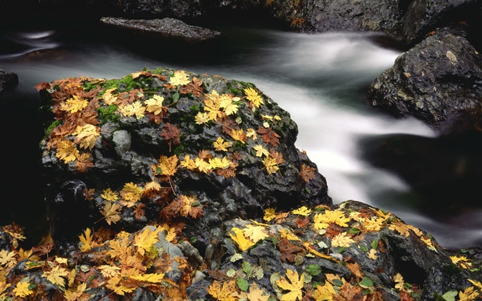 石头，黄叶，小溪，秋 壁纸 图片