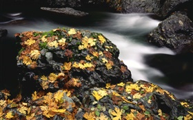 石头，黄叶，小溪，秋
