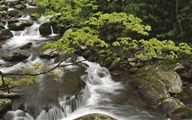 流溪，石头，大烟山国家公园，美国田纳西州 高清壁纸