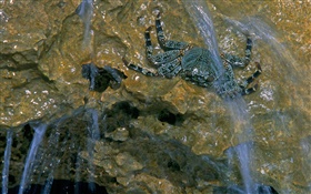 溪流中的螃蟹