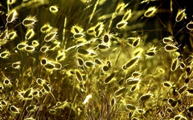 夏天自然植物特写，草，阳光 高清壁纸