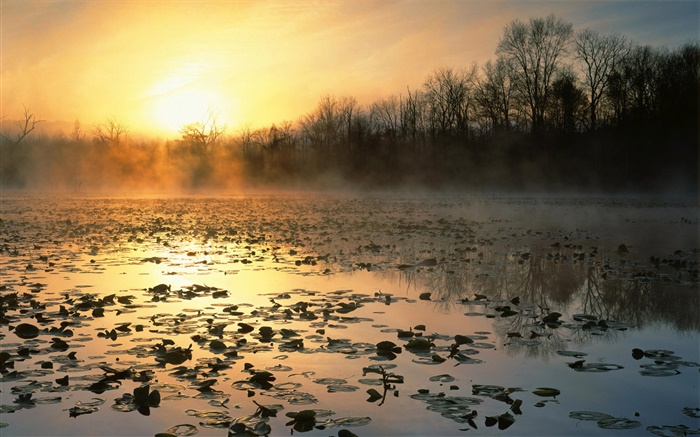 日出，池塘，树木，黎明，雾 壁纸 图片