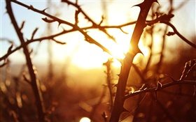 日落，树枝，微距摄影 高清壁纸
