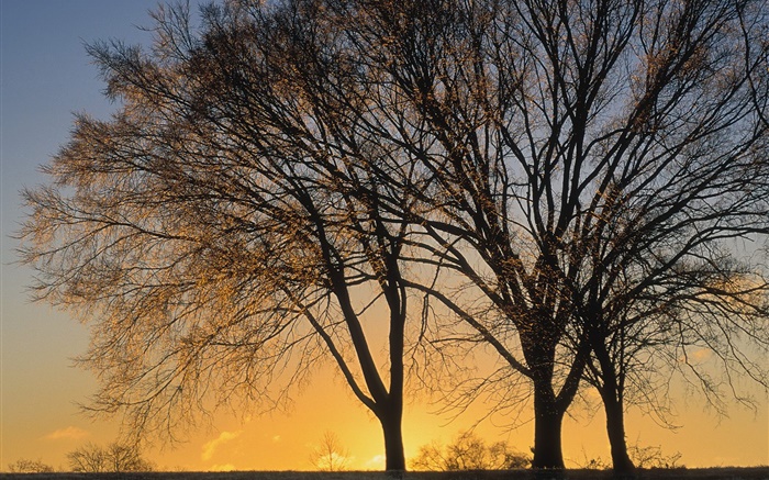 日落，树木 壁纸 图片
