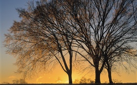 日落，树木
