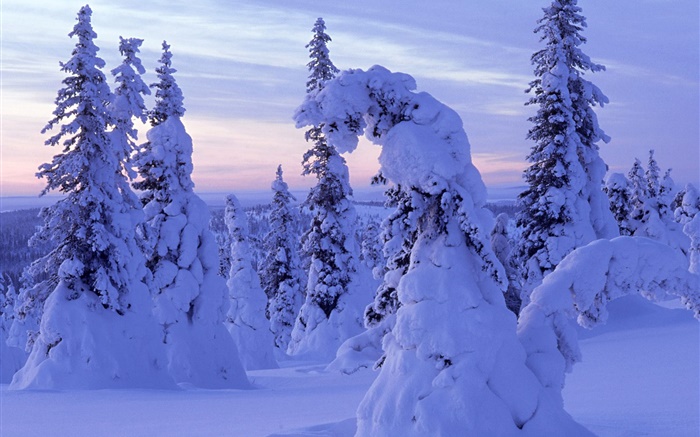 厚厚的积雪，树木，黎明 壁纸 图片