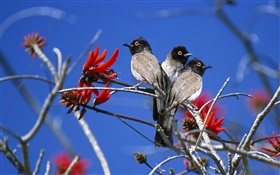 三鸟，埃托沙国家公园，纳米比亚 高清壁纸