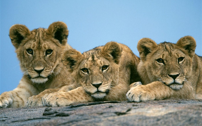 三狮可爱 壁纸 图片
