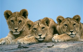 三狮可爱 高清壁纸