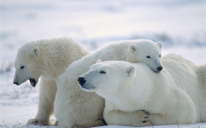 三只北极熊，雪，冷 壁纸 图片