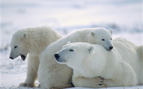 三只北极熊，雪，冷 高清壁纸