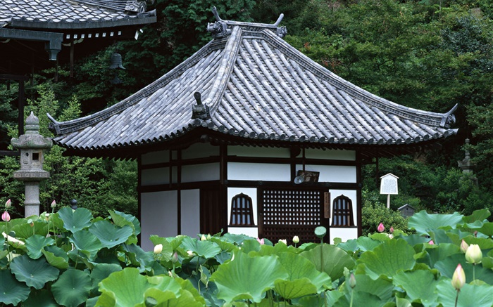 日本东京，庭园，寺庙，荷花池 壁纸 图片