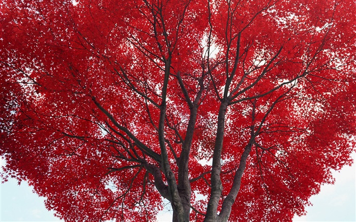 树，红叶，秋 壁纸 图片
