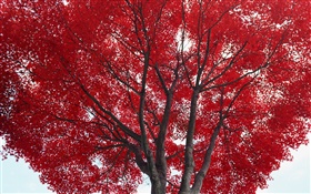 树，红叶，秋