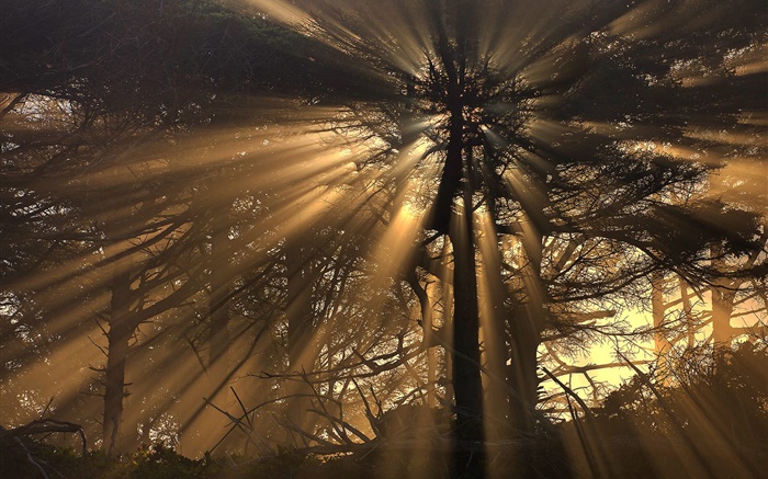 树木，森林，太阳光线 壁纸 图片