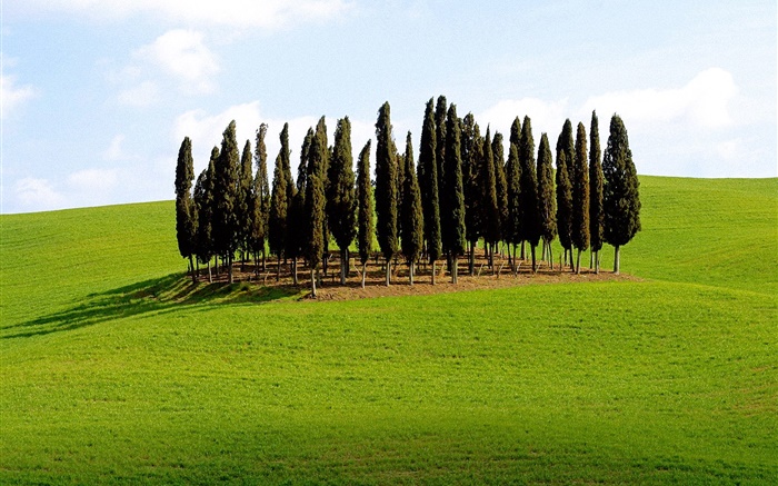 树，草，意大利 壁纸 图片