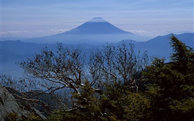 树木，早上，富士山，日本 高清壁纸