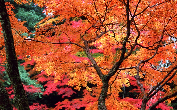 树木，红色的树叶，树枝，秋天的自然风光 壁纸 图片