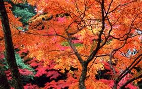 树木，红色的树叶，树枝，秋天的自然风光 高清壁纸