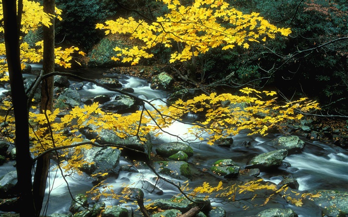 树木，黄叶，流，石头，秋 壁纸 图片