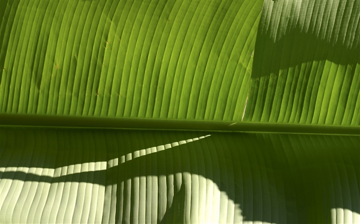 热带植物绿叶 壁纸 图片