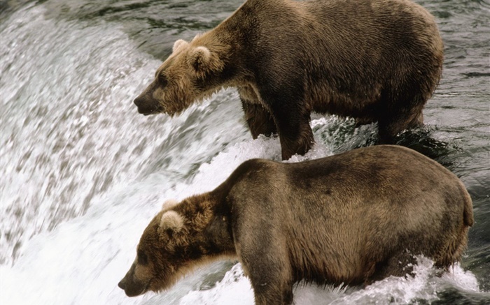两只熊在河边，捕渔 壁纸 图片