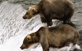 两只熊在河边，捕渔 高清壁纸