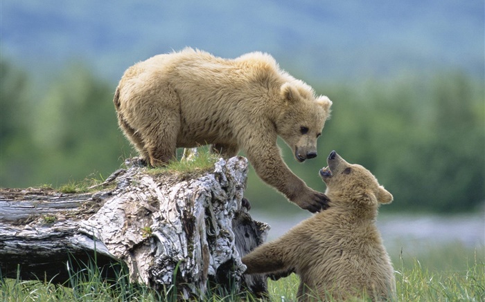 两只熊玩游戏 壁纸 图片