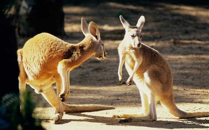 二只袋鼠，澳大利亚 壁纸 图片