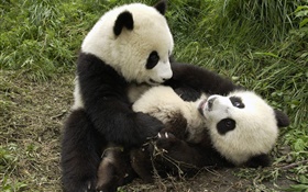 两只大熊猫玩游戏 高清壁纸
