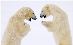 两个北极熊面对面