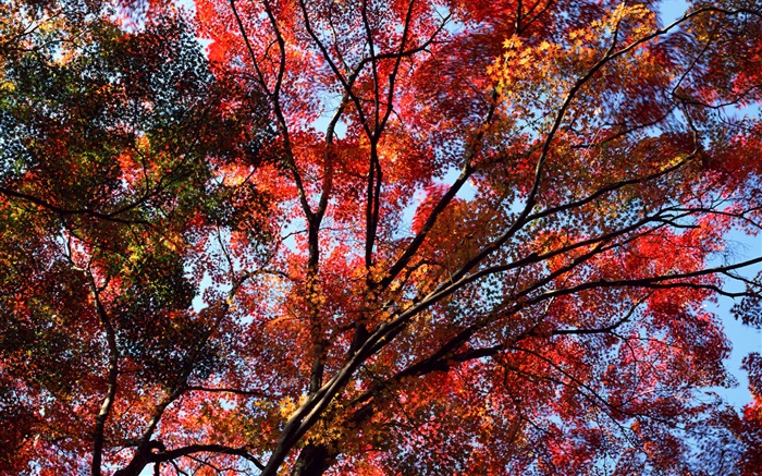 树下，看满天，红叶子，槭树，秋 壁纸 图片