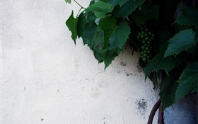 未成熟的绿葡萄，绿叶 高清壁纸