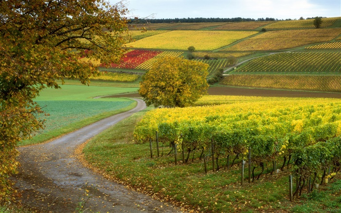 葡萄园，农场，秋天 壁纸 图片