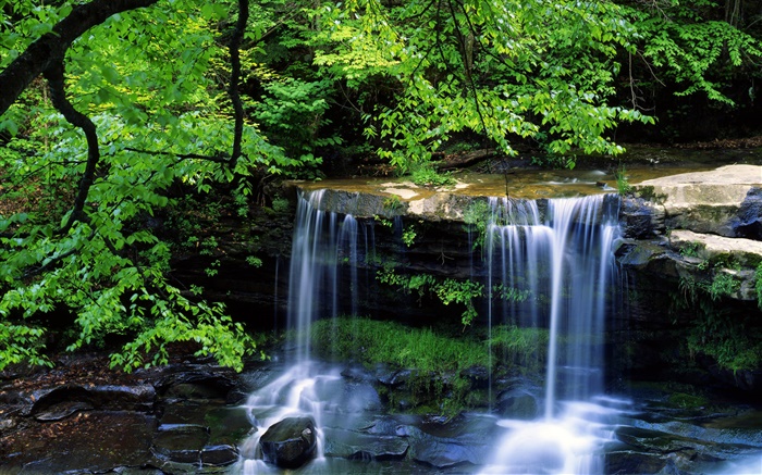 瀑布，小溪，树木，树枝，绿叶 壁纸 图片