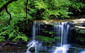 瀑布，小溪，树木，树枝，绿叶 高清壁纸