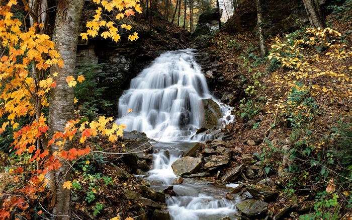 瀑布，小溪，树木，黄色的叶子，秋天 壁纸 图片