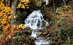 瀑布，小溪，树木，黄色的叶子，秋天 高清壁纸