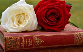 白色和红色玫瑰鲜花，书 高清壁纸
