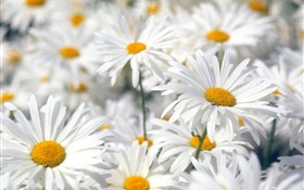 白色的雏菊花的特写 高清壁纸