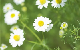 白色的雏菊花，野花
