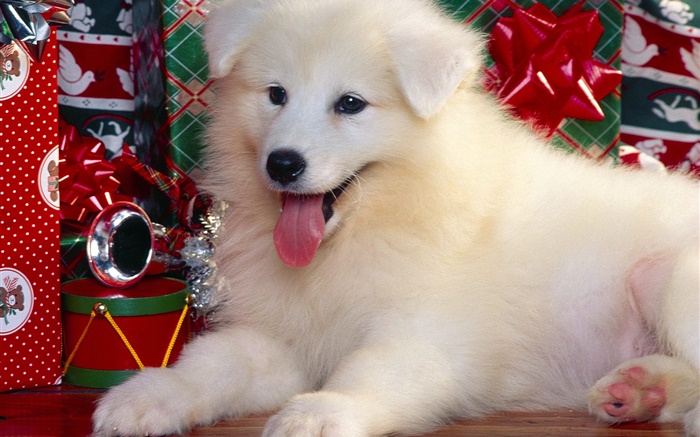 白狗，圣诞 壁纸 图片